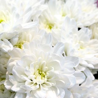 Хризантема біла набита, 1шт