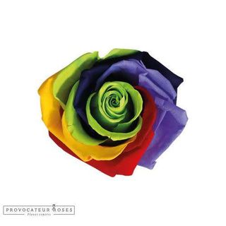 Rosa eterna arcoiris