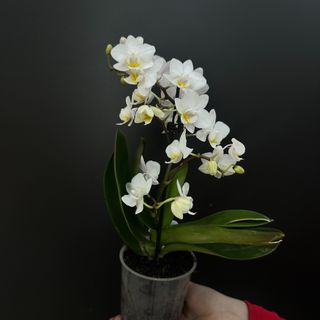 Орхідея MINI