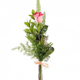 Rosa rosa.