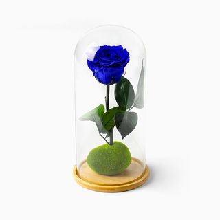 Rosa Azul Preservada em Campânula