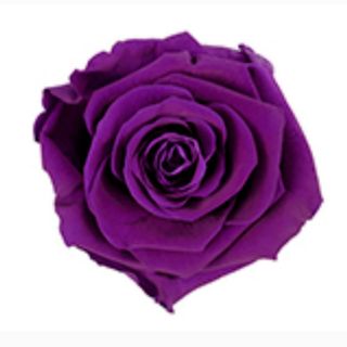 Rosa preservada morada