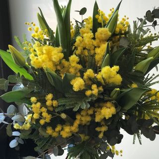 Mimosa e tulipani
