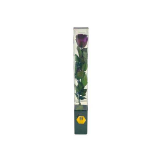 Rosa Roxa Preservada