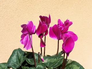 Caja Azaleas