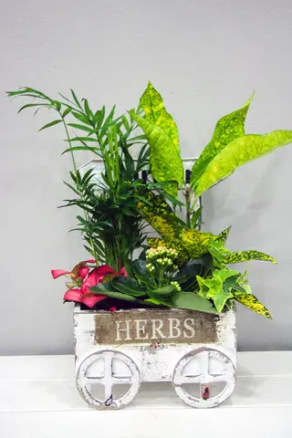 Carrito Con Plantas