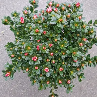 Azalea