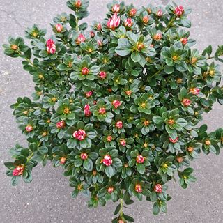 Azalea