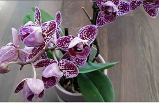 Phalaenopsis multifloracao