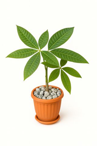 Plante verte tropicale En Pot