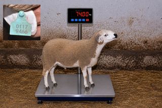 01179466 - 74 Kg