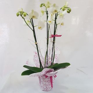 Orquidea Blanca Con Macetero