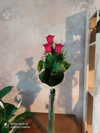3 ROSAS ROJAS