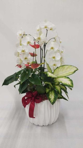 Confezione di piante miste con orchidea
