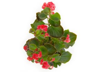 Бегония, червена, градинска