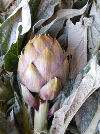 Carciofi di cerda cad 