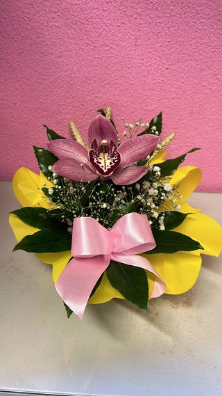 Elegância de Orquídea Rosa