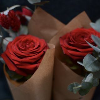 Rosa Tradicional Sant Jordi