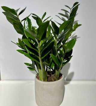 Monstera