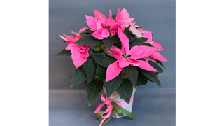Poinsecja różowa