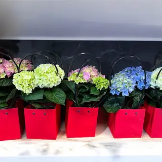 Hortensie mixt