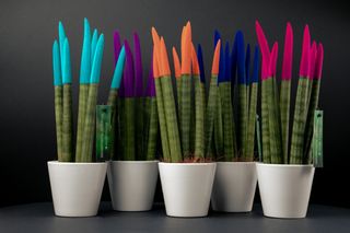 Sanseverija cilindra (razne boje)