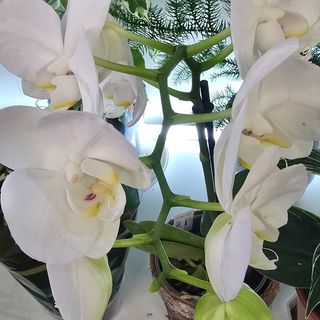 Орхидея Фаленопсис