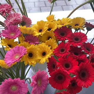 Gerbera mini