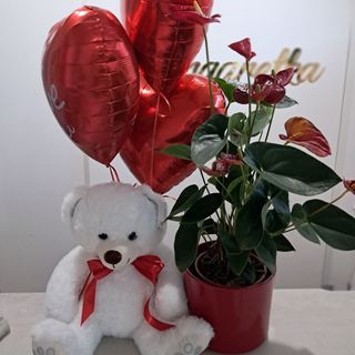Kwiat doniczkowy+miś+3 balony z helem
