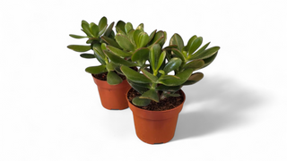 Krasula - drvo novca