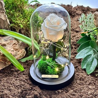 Rose eternelle LED champagne