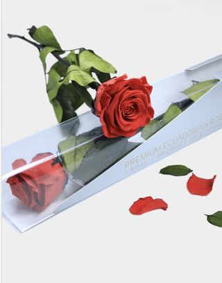 Rosa eterna roja con tallo