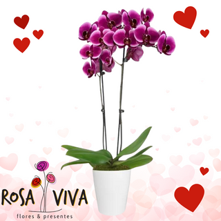 Orquídea Lilás