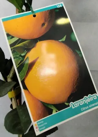 Laranjeira