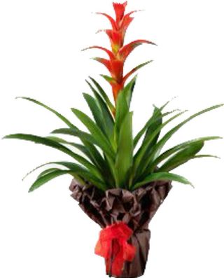 Guzmania rossa