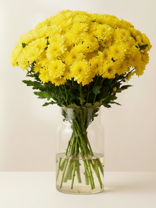 Хризантема жовта