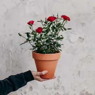 Rosal de Sant Jordi