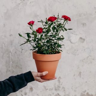 Rosal de Sant Jordi