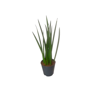 Vaso Sansevieria | Lança de São Jorge