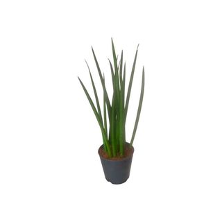 Vaso Sansevieria – Lança de São Jorge