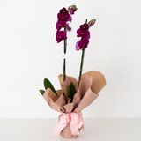 Orquidea phalenopsis