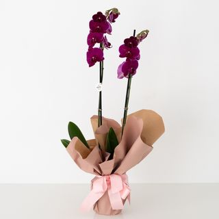 Orquidea phalenopsis