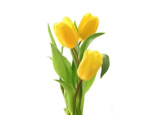 Жълти Лалета 3 Бр