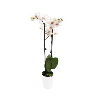 Orquidea Blanca