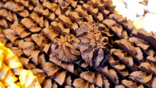 Ciastka kruche czekoladowe