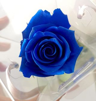 Rosa Preservada Azul Royal 