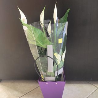 Spatifilijum u ukrasnoj kesi