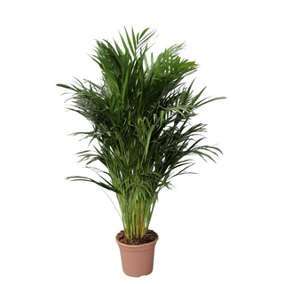 Vaso Areca Dypsis