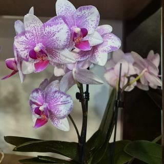 Mini orchidea 