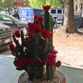 Cactus